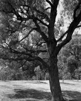 Trees alongside Ross Straw Field, within construction zone. Silver gelatin photograph