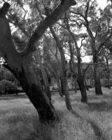 Remnant grassy woodland, within construction zone. Silver gelatin photograph