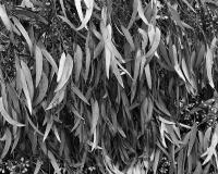 Fallen leaves. Brens Drive, within construction zone. Silver gelatin photograph