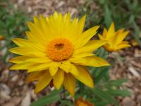 Everlasting daisy. Australian Native Garden. Chromogenic photograph