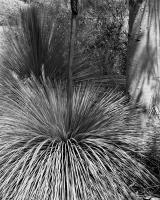 Xanthorrhoea, Ross Straw Field, within construction zone.  Silver gelatin photograph