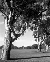 Sugar gums, Brens Oval, within construction zone. Silver gelatin photograph