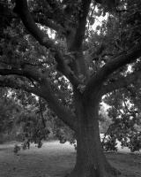 Oak tree opposite Urban Camp, within construction zone. Silver gelatin photograph